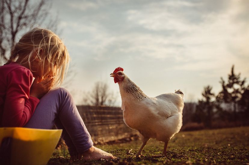 A seated girl faces a chicken with a smile on her face and the chicken looks back at her.