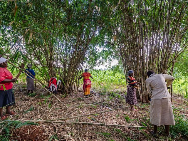 Una mujer cosecha bambú en el emplazamiento del programa Kenya Fuel Woods