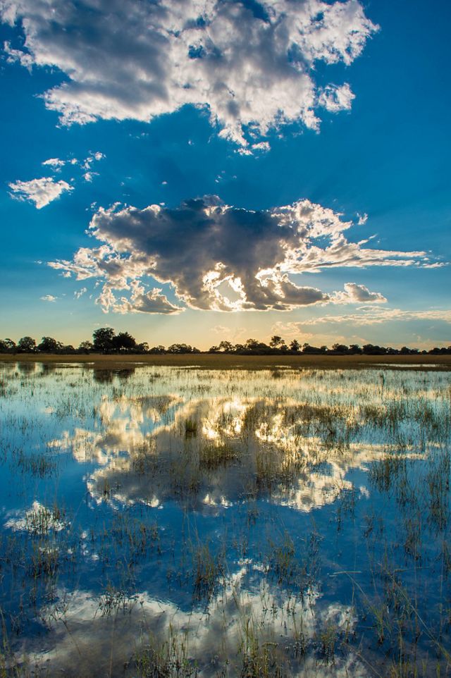 A blue sky with puffy white clouds reflects in the still water of the Okavango delta.