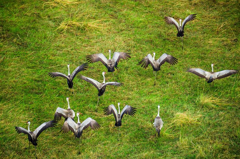 A group of wattled cranes takes off from a grassy spot in the Okavango Delta.