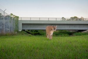 A panther uses a wildlife crossing to pass under a road.