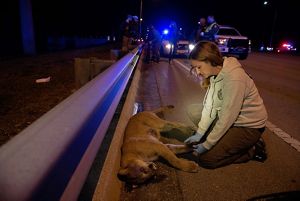 Una mujer examina una pantera muerta al lado de una autopista
