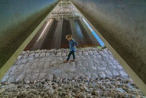 Una mujer busca huellas en un cruce de vida salvaje