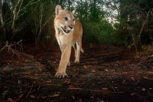 A trail camera captures a Florida panther walking along a trail.