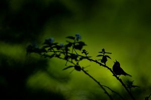 Un pájaro en la rama de un árbol canta al amanecer.