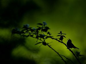 Un pájaro en la rama de un árbol canta al amanecer.