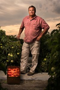 A farmer stands among his tomato plants.