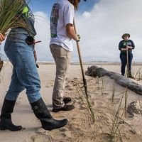 Members of the Conservation Corps on Round Island off Gulfport, Mississippi, planting sea oats, helping to bring life to this manmade island created when the area of dredged. This project is also supported by The Nature Conservancy. Photograph by John Stanmeyer