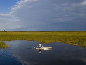 Two people in a canoe float on a lake surrounded by tall wild rice.