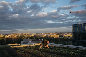 A man picks vegetables on a rooftop garden.