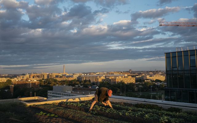 A man picks vegetables on a rooftop garden.