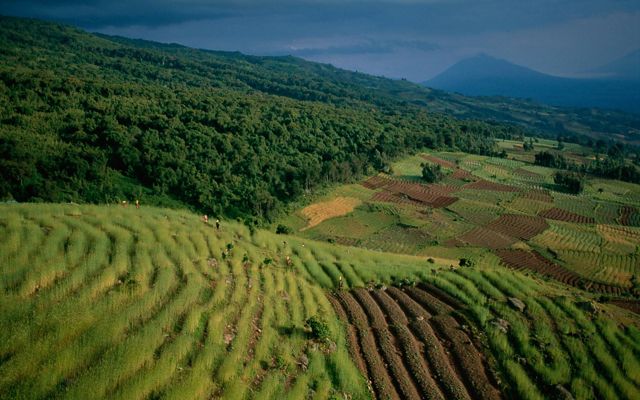 Rwanda terraced fields