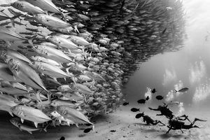 Divers swim behind a large school of fish