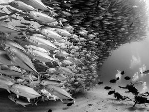Divers swim behind a large school of fish
