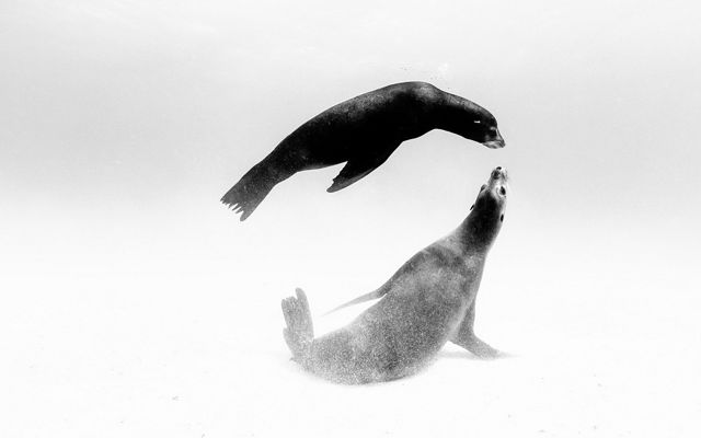 Two seals swim near each other underwater