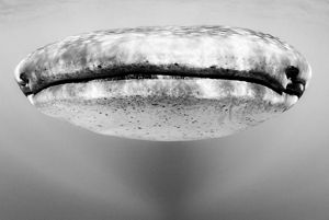 The mouth of a whale shark
