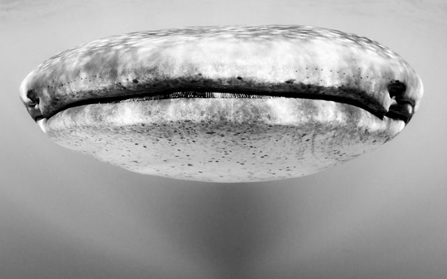 The mouth of a whale shark