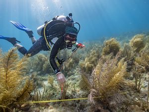 a graduate student, takes depth measurements of coral reefs.