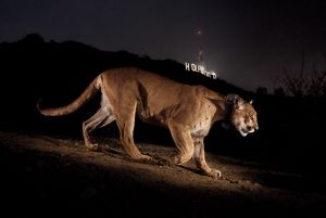 Mountain Lion in Los Angeles