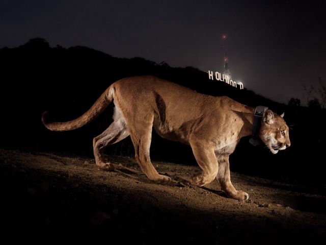 A remote camera captures a radio-collared cougar in a park in Los Angeles.