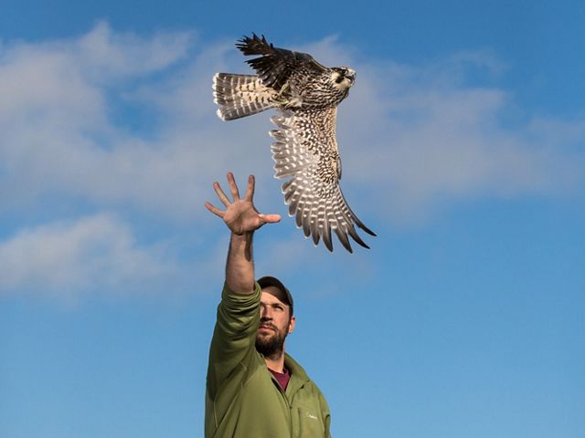 A man releases a peregrine falcon into the blue sky.
