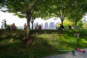 A shot of Gantry Plaza's trees with the NYC skyline in the background. 