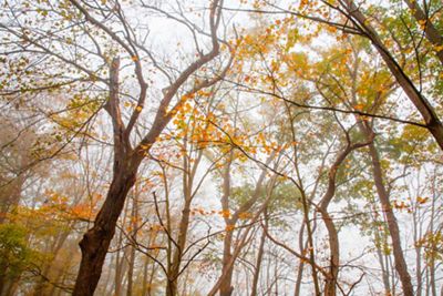 Looking up into the canopy of white ash trees. Thick fog clings to the branches and the trees golden leaves.