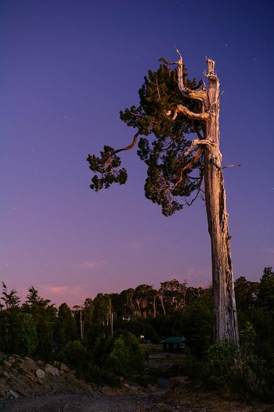 Un árbol solitario de Alerce (Fitzroya cupressoides) bajo el cielo nocturno en el Parque Nacional Alerce Costero, Los Ríos, Chile. 
