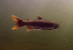 A picture of a trout underwater.