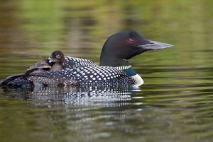 A loon floats in a pond with its baby resting on its back.