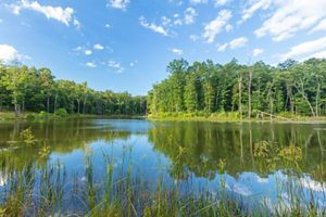 Tall green trees urround a still lake.