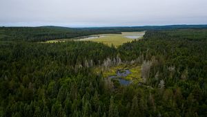 Aerial view of a large expanse of trees and a river, partially covered by fog. 