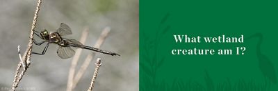 Metallic-looking Hines emerald dragonfly clings to bare stalk.
