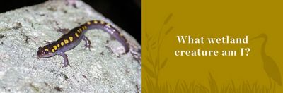 Small dark spotted salamander with bright spots perched on grey rock.
