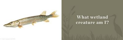 Long, slender northern pike.
