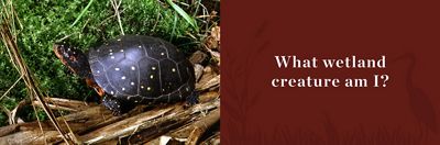 A spotted turtle rests on a fallen limb next to green plants.