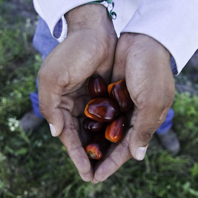 Fruit from the African oil palm (Elaeis guineensis) at Manuelita's Altamira palm oil farm in the Colombian Llanos. 