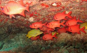 Several bright red-orange fish, a few white-striped yellow fish, and a spiny crab in an underwater cave in the waters of Hawaii.