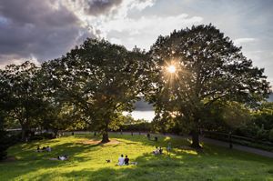 An aerial view of people on a lawn with massive trees lining it and the sun peaking through. 