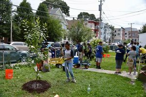 Tree planting in the Codman Square neighborhood of Boston
