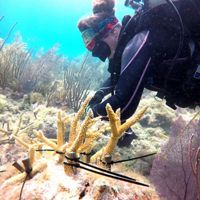FWCs Stephanie Schopmeyer outplants coral at Dry Tortugas Brlliant Shoals reef 6-20-18