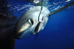 TNC is working with fishermen in Palau to test new fishing practices and methods to reduce bycatch, such as rays, turtles, and silky sharks. 