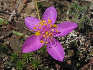 A five point pink flower grows out of rocks.