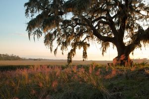An old oak tree at Little St. Simon Island off the coast of Georgia.