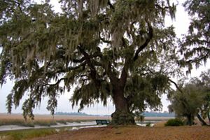 An oak tree next to a salt marsh with a stream running next to it.