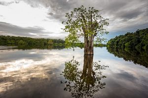 A tree and its reflection appear in a calm lake