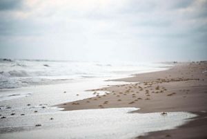Crabs move along the shoreline at sunset.
