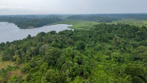 A lush green tropical forest with a body of water in the background.