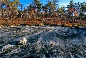 A large area of sandstone with forest in the background.