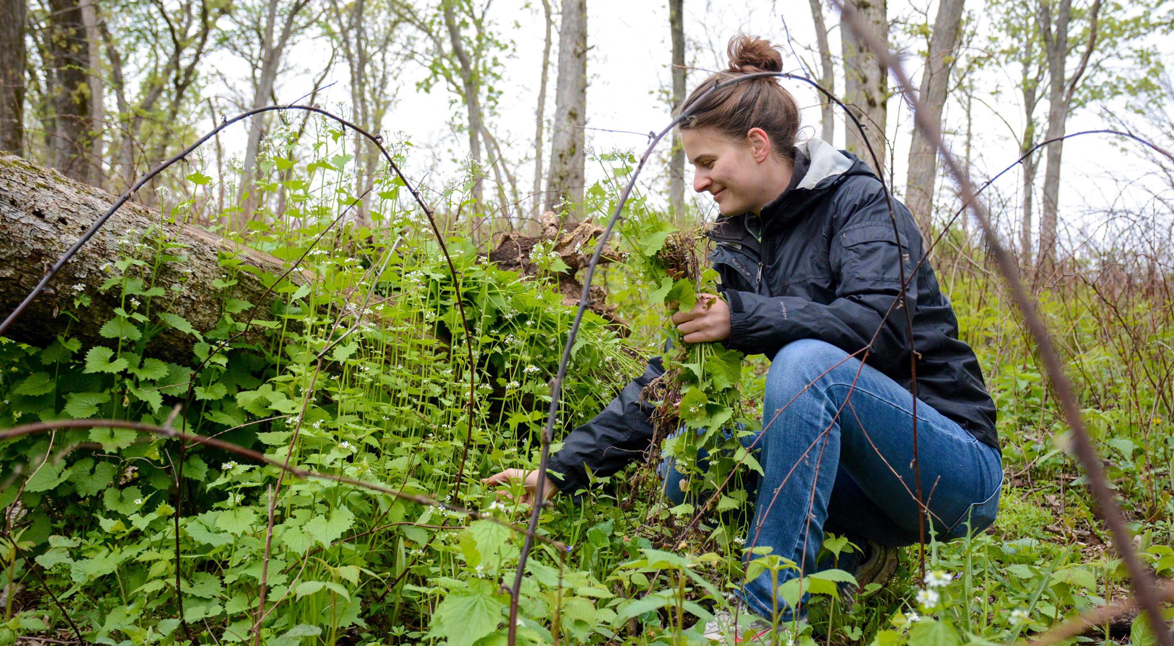 A woman pulls invasive species in a green forested area. 